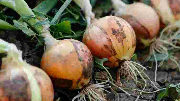 Буде великою і стрілок не пустить: що зробити під час посадки озимої цибулі в листопаді