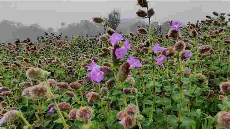 Гній на городі замінить одна-єдина рослина: як оздоровити ґрунт без зайвих зусиль