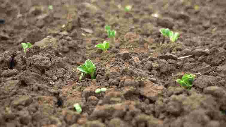 Земля вже готова: що потрібно посіяти та посадити у квітні й травні