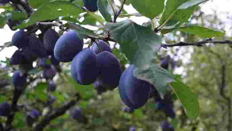 Сливи обпадають завчасно: 7 головних причин і як врятувати урожай