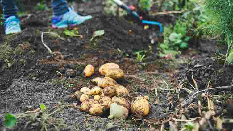 Коли краще садити картоплю у 2025 році: два методи з різними датами