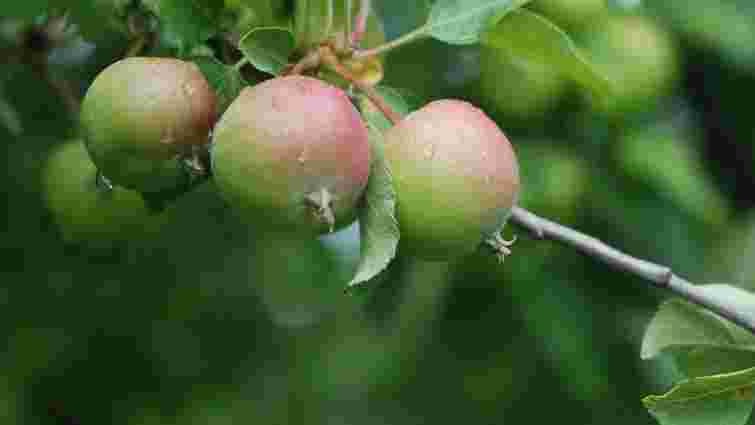 Допоможете не тільки дереву, а й плодам: які дерева потрібно обрізати до кінця липня