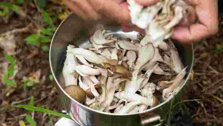 Не треба дорогих препаратів: як настій з грибів допоможе вашим кімнатним рослинам