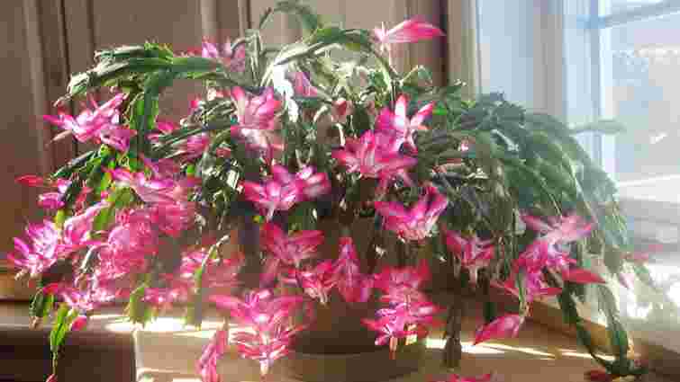 Знаки будуть: коли різдвянику потрібна пересадка і як це правильно зробити