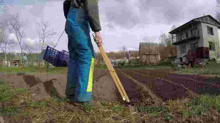 Підгортати треба не тільки картоплю: які ще овочі цього потребують