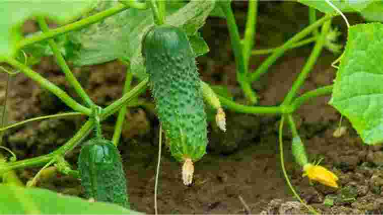 Захистіть розсаду огірків від пероноспорозу: чим її варто обробити до висадки