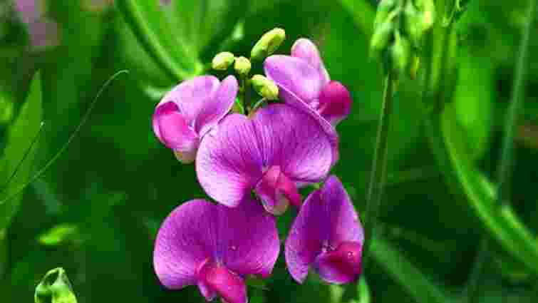 Ця квітка підкорила садівників у 2025 році: пахне краще за троянду і лаванду