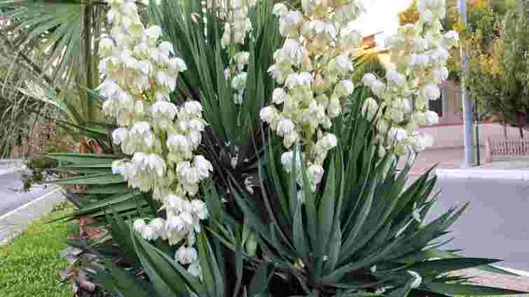 Чому юка більше не цвіте: на це може бути аж 10 причин