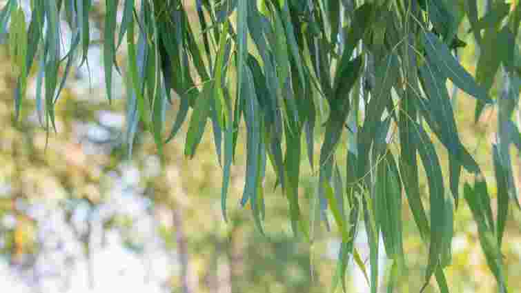 Вода стане чистішою без жодних хімікатів: які дерева слід посадити біля вигрібної ями