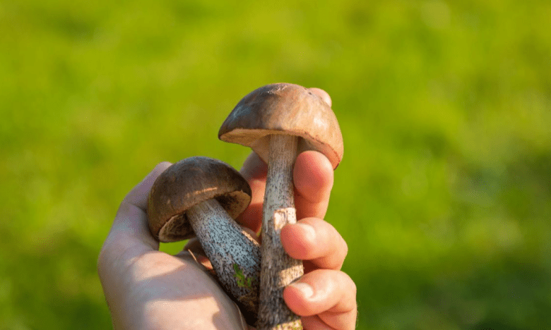 Что добавить к грибам, чтобы не чернели: лайфхак для привлекательного блюда