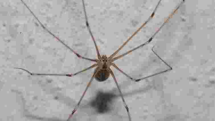 Безпечні, але лякають: як позбутися павуків у домі без хімії