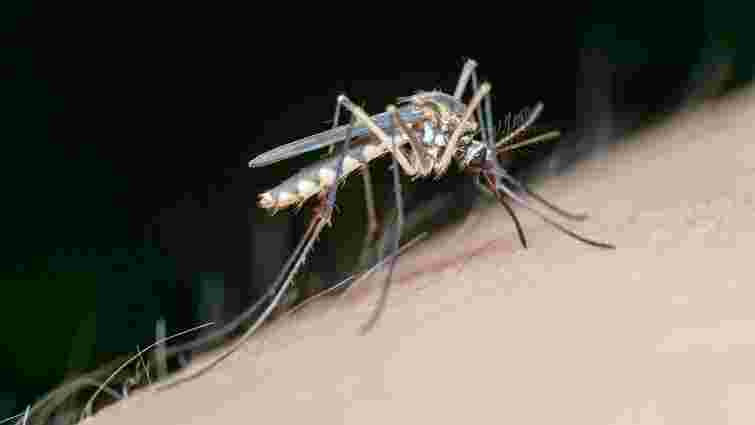 Природний захист від комарів: три рослини, які треба висадити біля дому