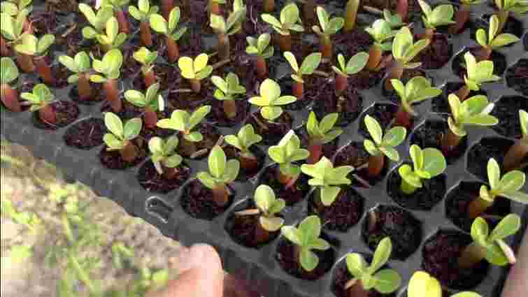 Що треба сіяти у березні: сприятливі дні за місячним календарем 2026 року