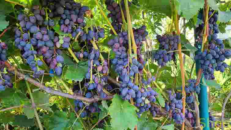 Простий у догляді, але щедрий на врожай: цей сорт винограду підкорив садівників
