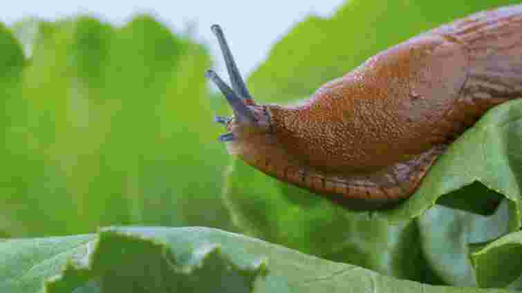Як ніколи не треба боротися зі слимаками: поширена помилка, яка дорого коштуватиме