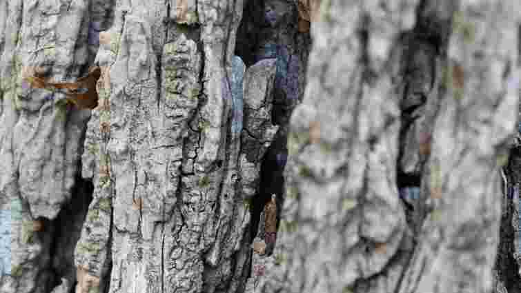 Чому на плодових деревах відшаровується кора і що робити у такому випадку: поради садівникам