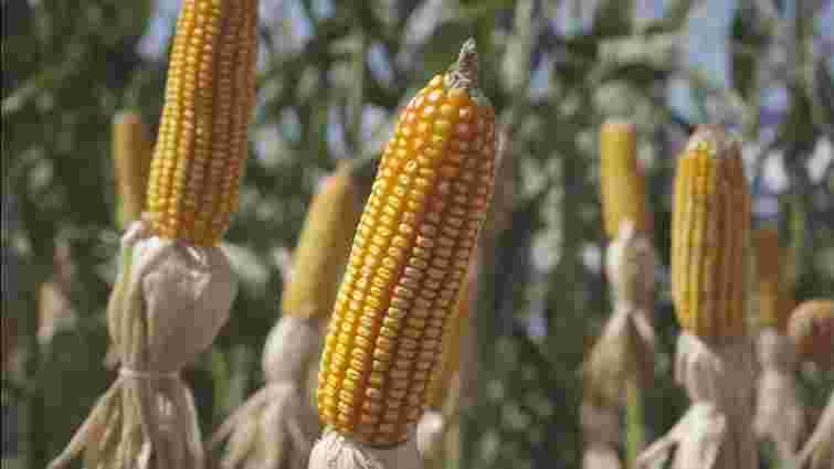 Коли садити кукурудзу у 2025 році: усе про вибір сорту, терміни посадки й умови