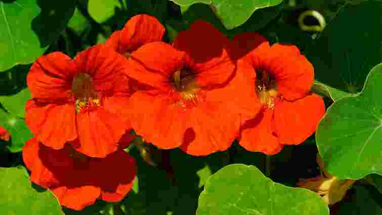 Лише одна рослина захистить сад від шкідників: просте рішення для дачників