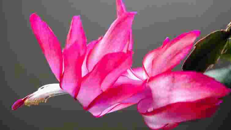 Як часто можна поливати різдвяник, щоб йому не нашкодити: основні правила догляду