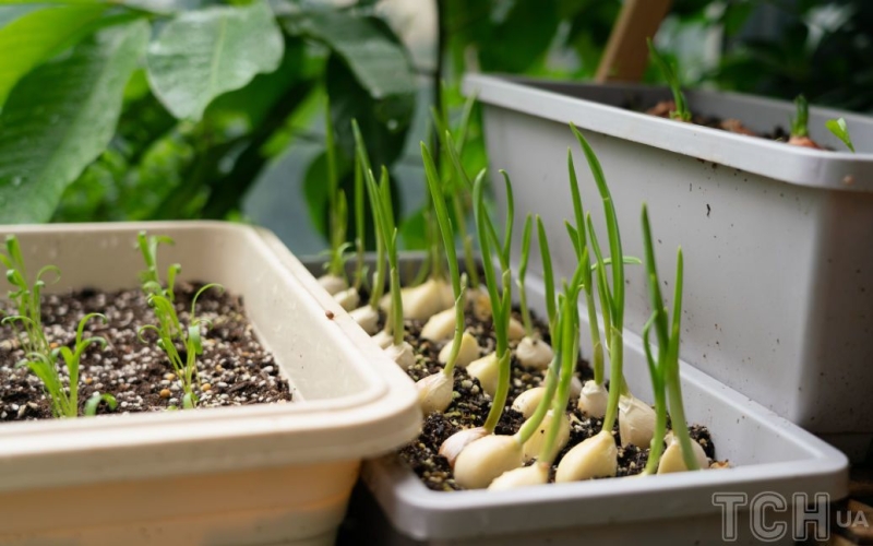 Як виростити зелений часник на підвіконні