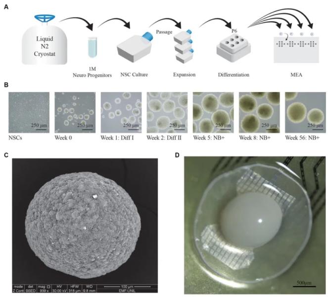 Комп'ютери з людського мозку та рідке ПЗ: журналісти відвідали біолабораторію