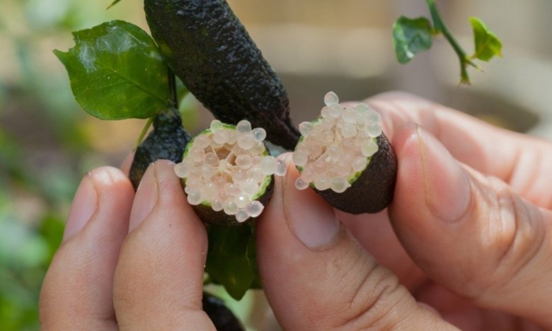 Самый дорогой цитрус в мире: как выглядит лайм, который стоит тысячу долларов (ВИДЕО)