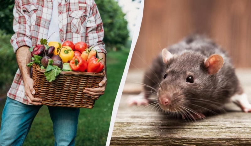 Щури навіть не зайдуть на ділянку, якщо посадити ці 7 рослин