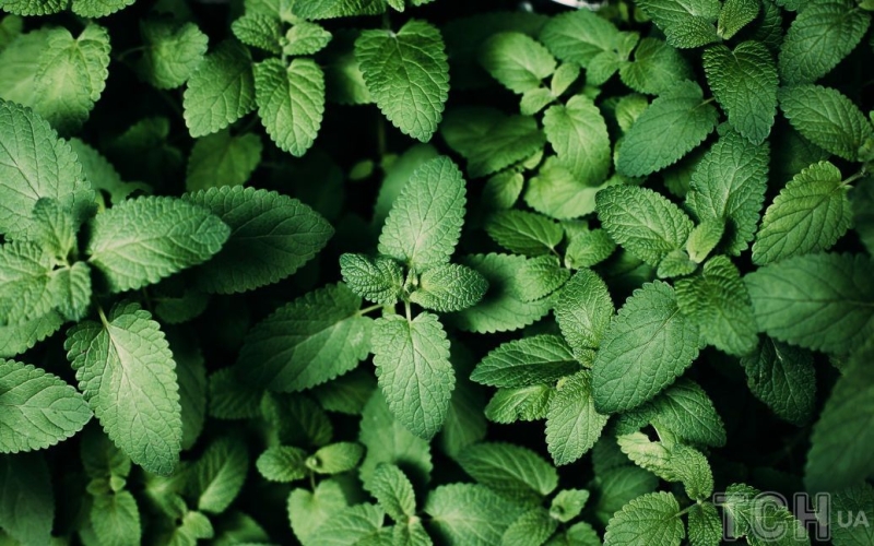 Топ-10 трав, урожай яких можна буде збирати за кілька днів після садіння