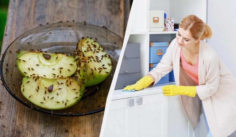 Відома блогерка показала, як швидко прогнати мошок з квартири: нічого купувати не потрібно