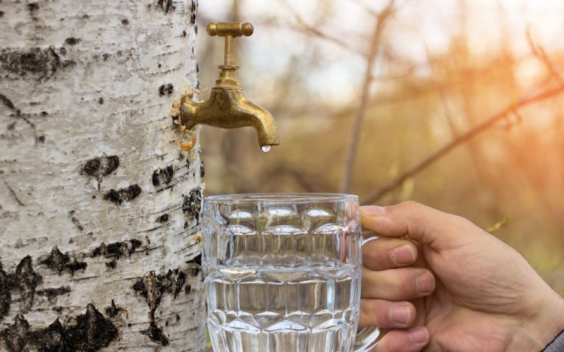 Виводить токсини та шлаки, лікує печінку й нирки: яка ще користь березового соку